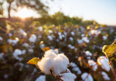 REVEALED: Our approach to sourcing sustainable cotton
